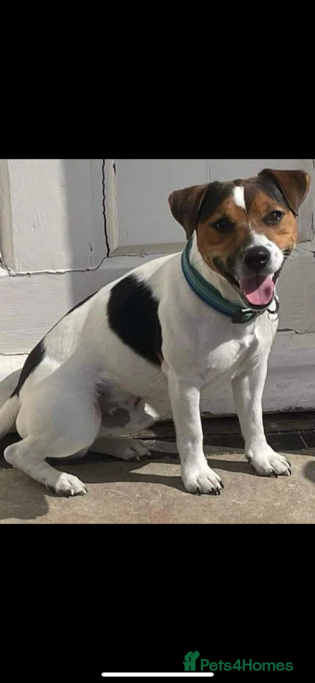 Jack Russell dogs for stud: Jack Russell Stud  in Ashbourne - Advert 1