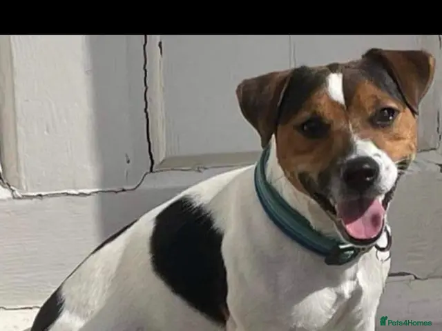 Jack Russell dogs for stud: Jack Russell Stud - Advert 1