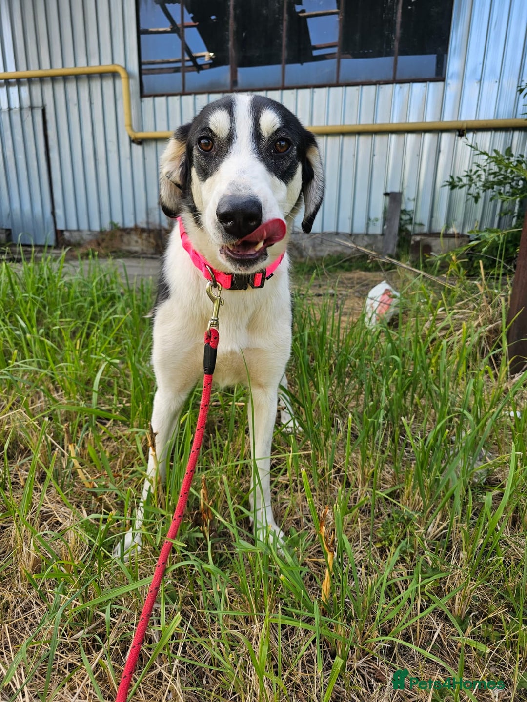 Mixed Breed dogs for adoption: OTIS - a Handsome and gentle boy for a Loving Home - Image 34