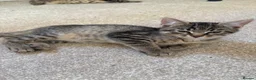 Mixed Breed cats for sale: 4 gorgeous striped black / grey tabby kittens - Advert 10
