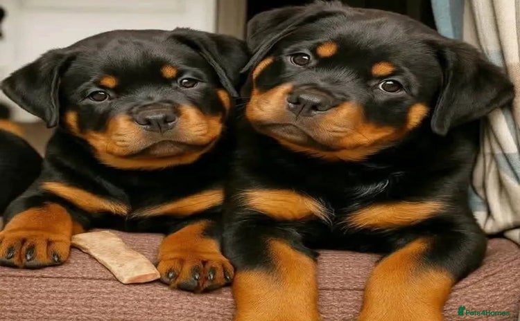 Rottweiler dogs - Advert 14