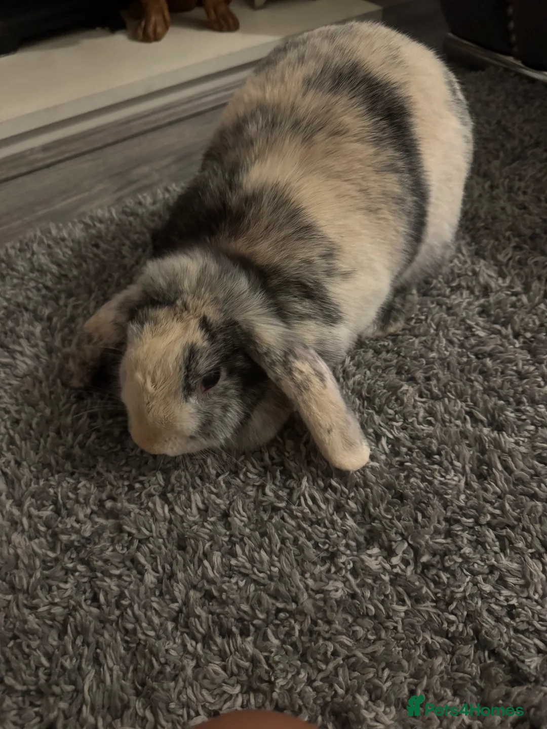 Harlequin rabbits for sale: Rabbit looking for home in Preston - Advert 5