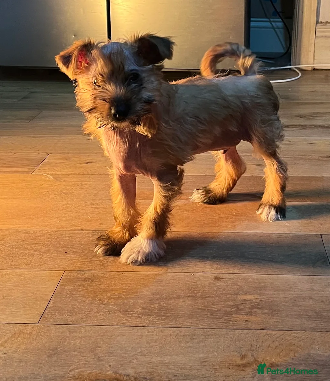 Tibetan Terrier dogs for sale: Tibetan terrier puppies for sale  - Advert 4