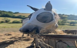 Welsh Section A horses for sale: 7 year old Welsh Part Bred - Image 5