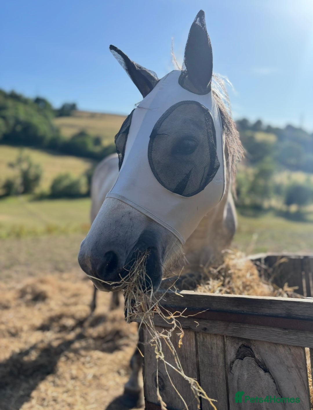 Welsh Section A horses for sale: 7 year old Welsh Part Bred - Image 5