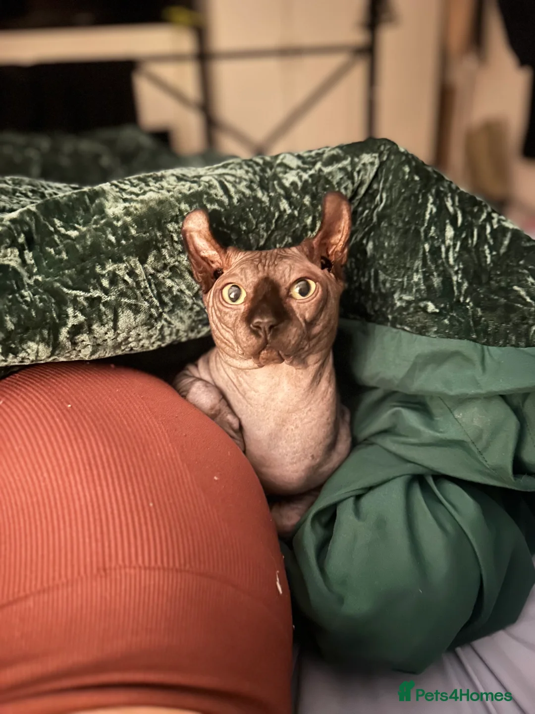 Sphynx cats for stud: Stunning blue Elf - Advert 2