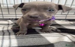 Staffordshire Bull Terrier dogs for sale: 5 PREMIUM STAFFS FOR SALE - Image 7