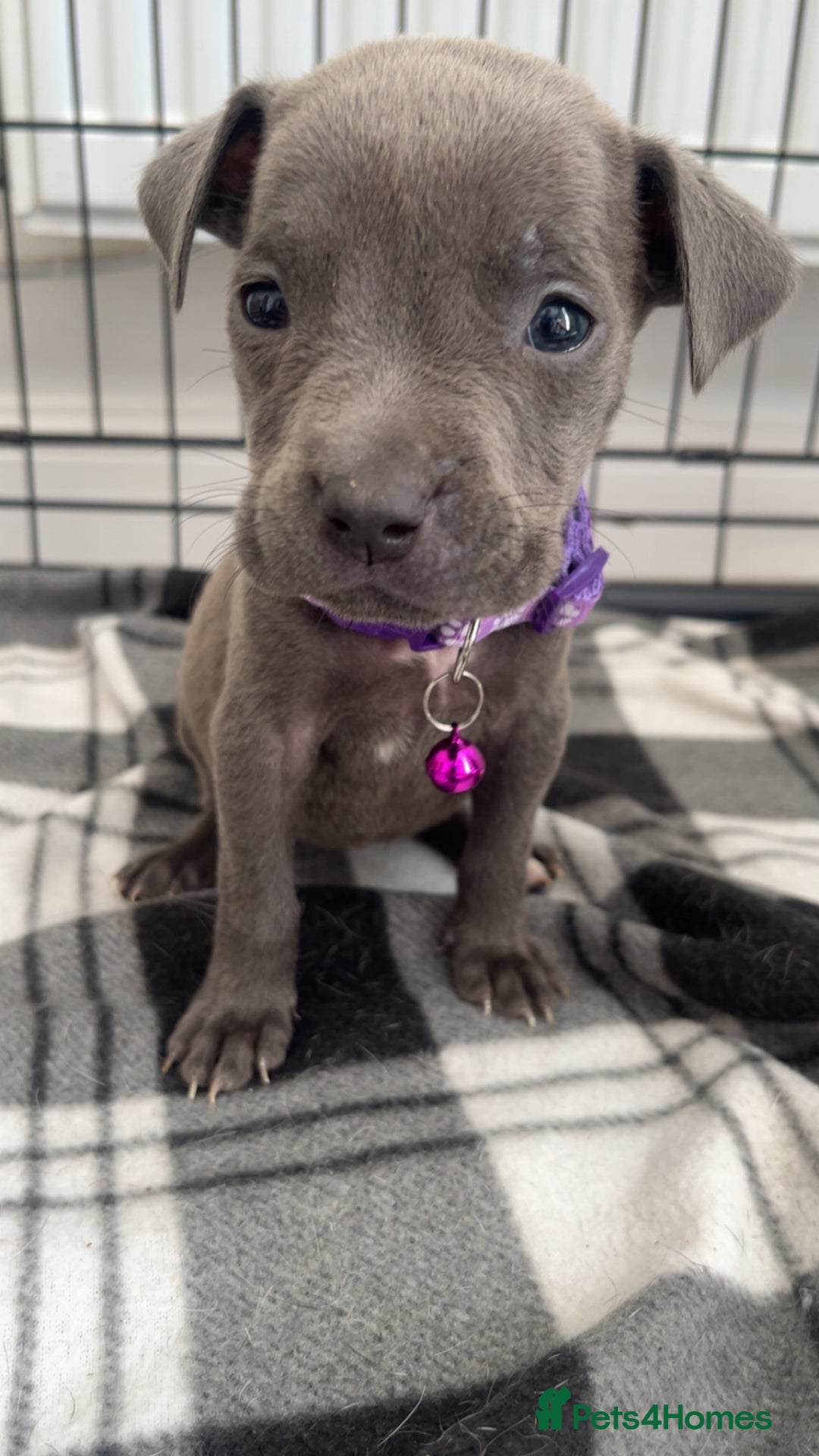 Staffordshire Bull Terrier dogs for sale: 5 PREMIUM STAFFS FOR SALE - Image 7