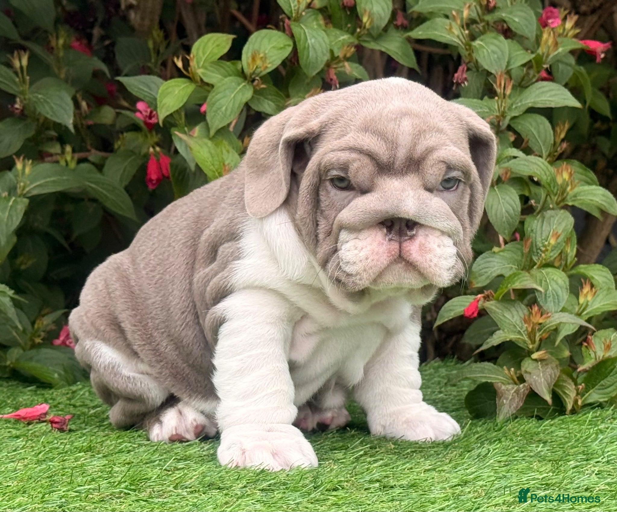 English Bulldog dogs English Bulldogs Pups for Sale  - Advert 1