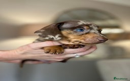 Miniature Dachshund dogs for sale: Ronnie Rocket - Stunning Last Remaining Girl PRA KC Mini Dachshund - Image 16