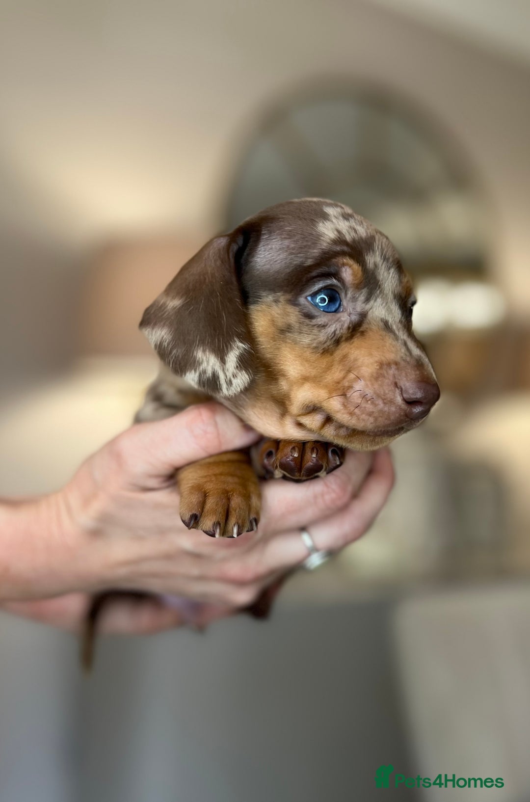 Miniature Dachshund dogs for sale: Ronnie Rocket - Stunning Last Remaining Girl PRA KC Mini Dachshund - Image 16