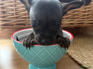 Chihuahua dogs ❣️❣️❣️Adorable Ci looking for forever home ❣️❣️ - Advert 12