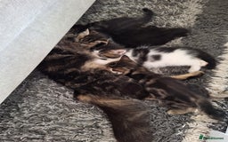 Ragdoll cats for sale: Kittens  - Image 3