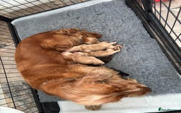 Cocker Spaniel dogs for sale: Beautiful Show Type Cocker Spaniel Pups - Image 7
