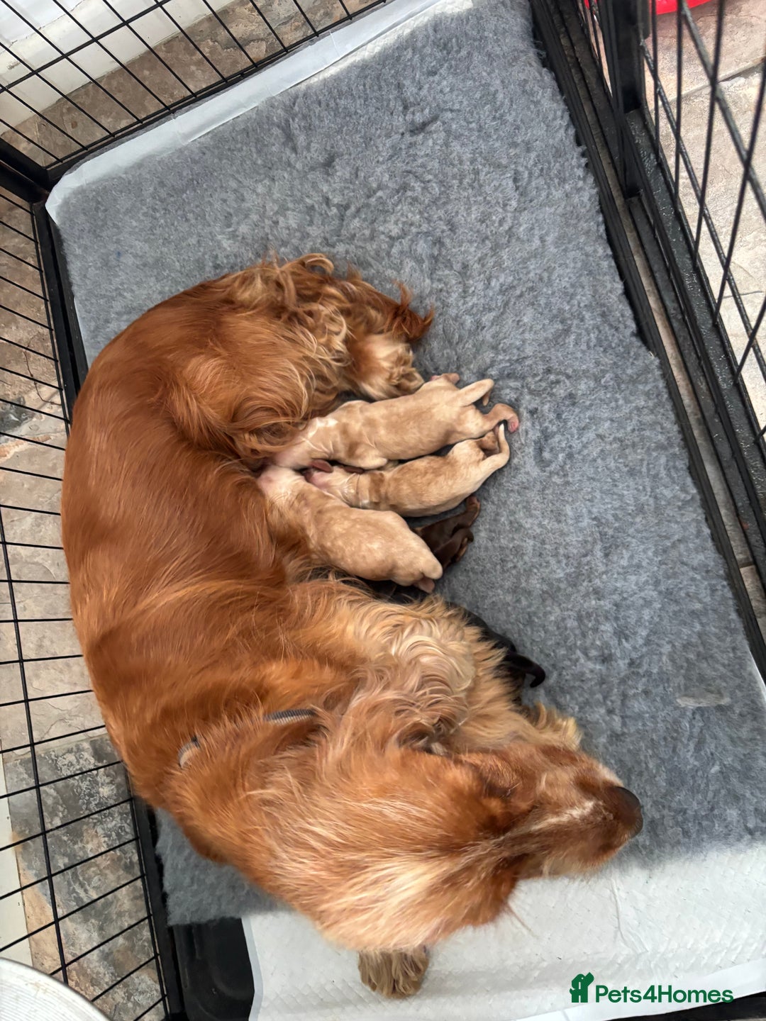 Cocker Spaniel dogs for sale: Beautiful Show Type Cocker Spaniel Pups - Image 7