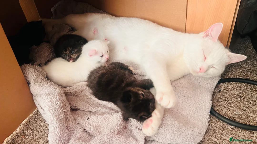 Mixed Breed cats for sale: 3 beautiful baby girls available  - Advert 12