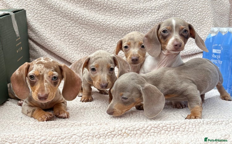 Dachshund dogs - Advert 6