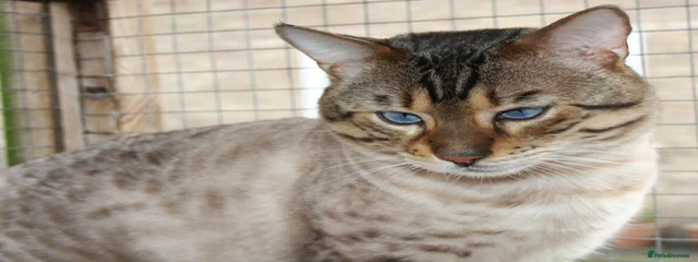 Imperial Grand Champion Kalukikatz The Ambassador (Malley)
