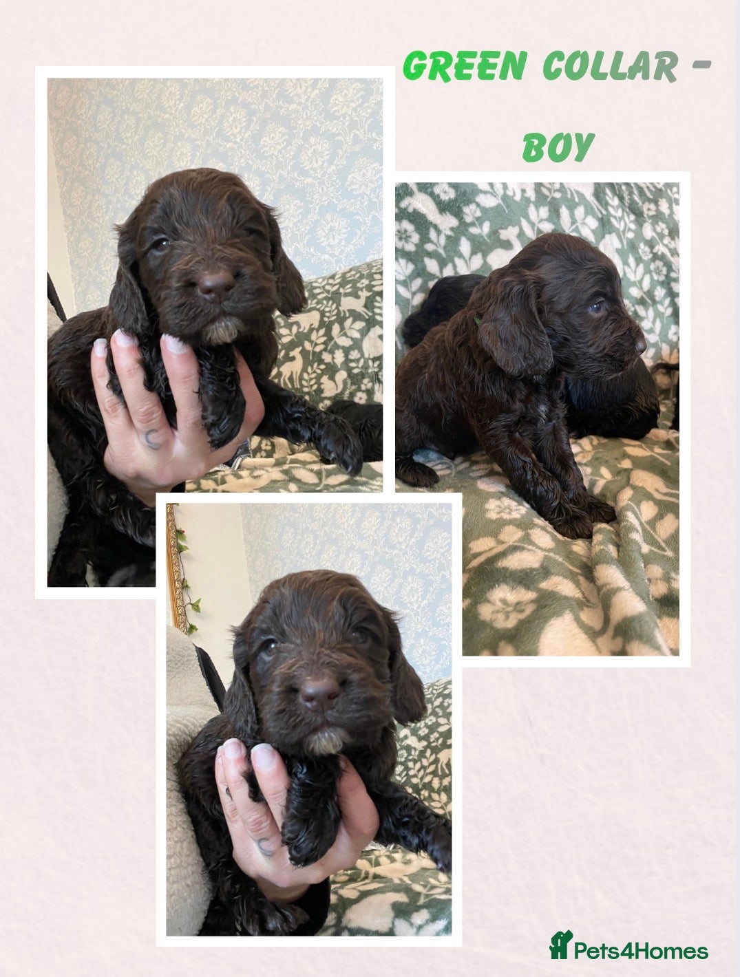 Cockapoo dogs 2 boys left! Beautiful cockapoo puppies  - Advert 13
