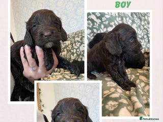 Cockapoo dogs 2 boys left! Reduced price!! cockapoo puppies - Advert 12