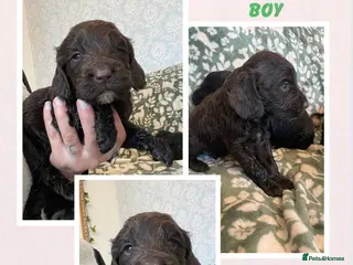 Cockapoo dogs 1 boy left! Reduced price!! cockapoo puppies - Advert 11