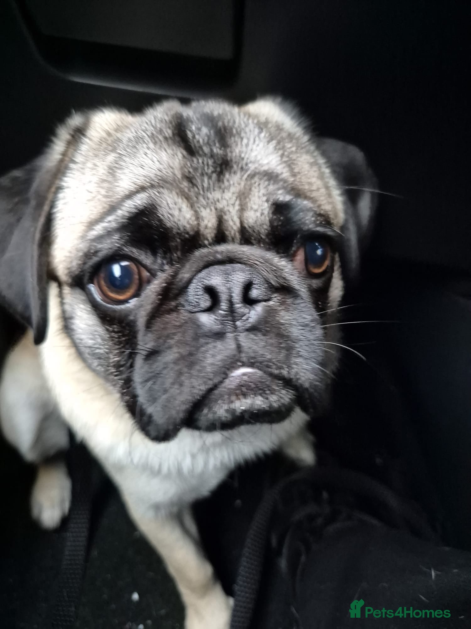 Pug dogs DUKE THE PUG NEEDS A NEW HOME - Advert 2