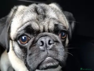 Pug dogs DUKE THE PUG NEEDS A NEW HOME - Advert 1