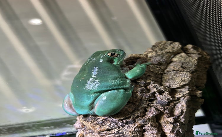 Frog reptiles - Advert 2