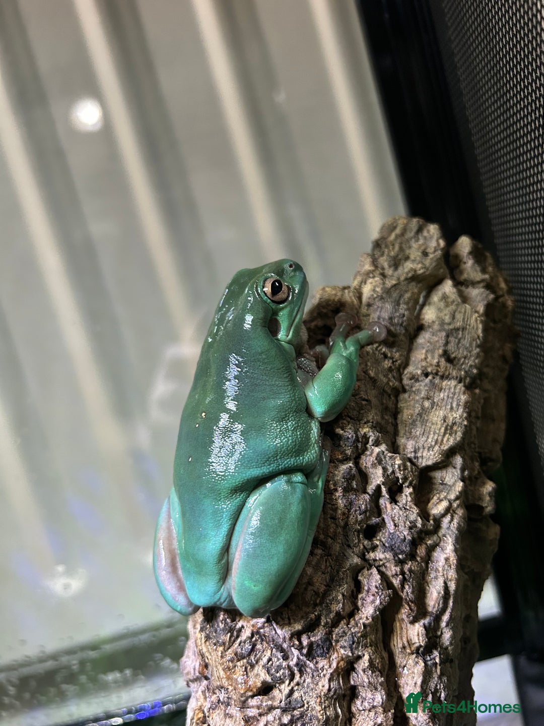 Frog reptiles for sale: Whites tree frog male  - Image 1