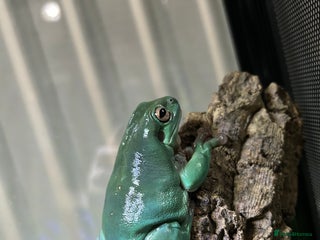 Frog reptiles - Advert 5