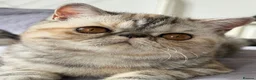 Exotic cats for sale: Gorgeous GCCF reg. kittens from Champions parents  - Advert 4