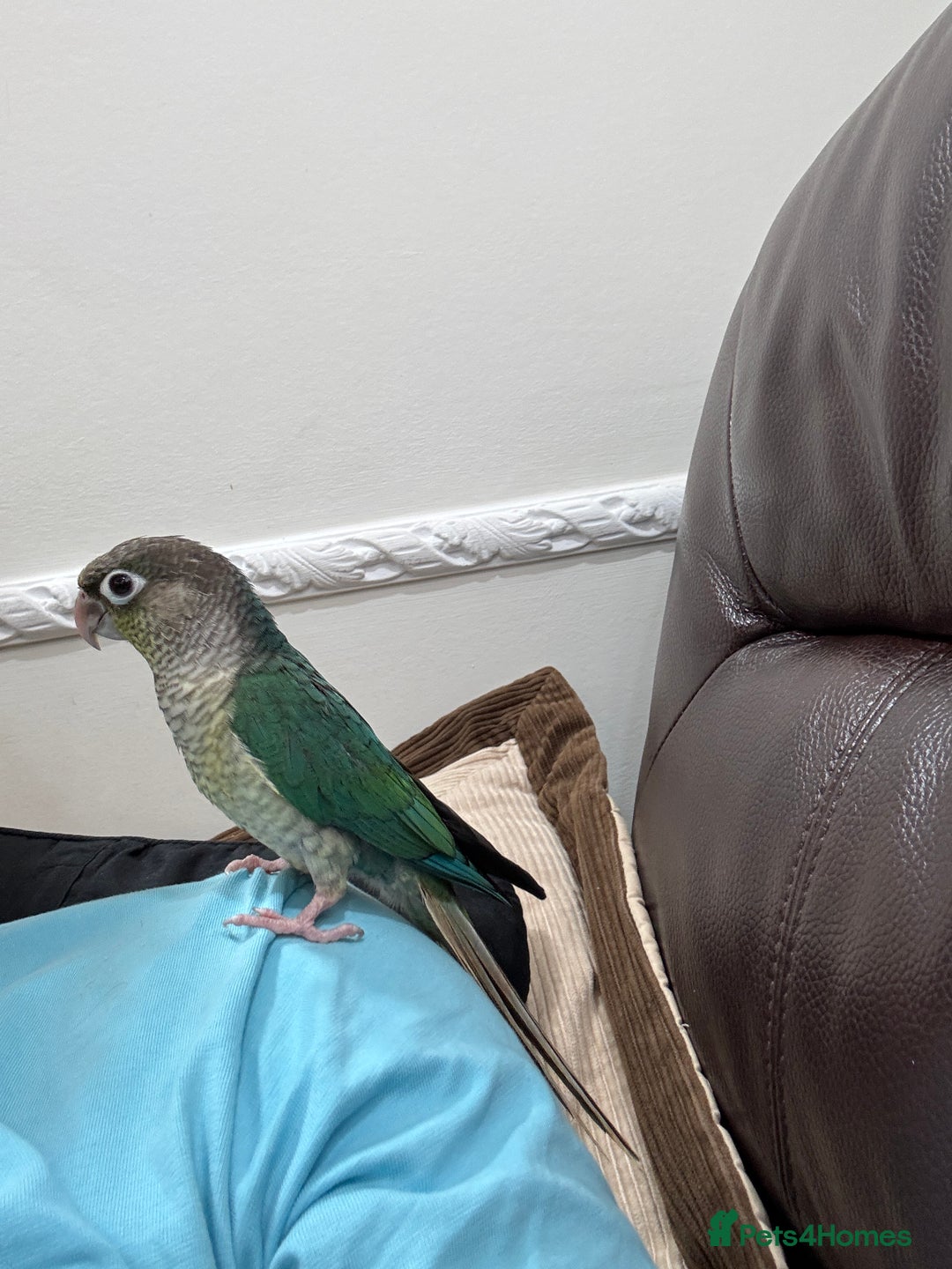 Conures birds for sale: Tamed hand-fed baby conure - Image 8