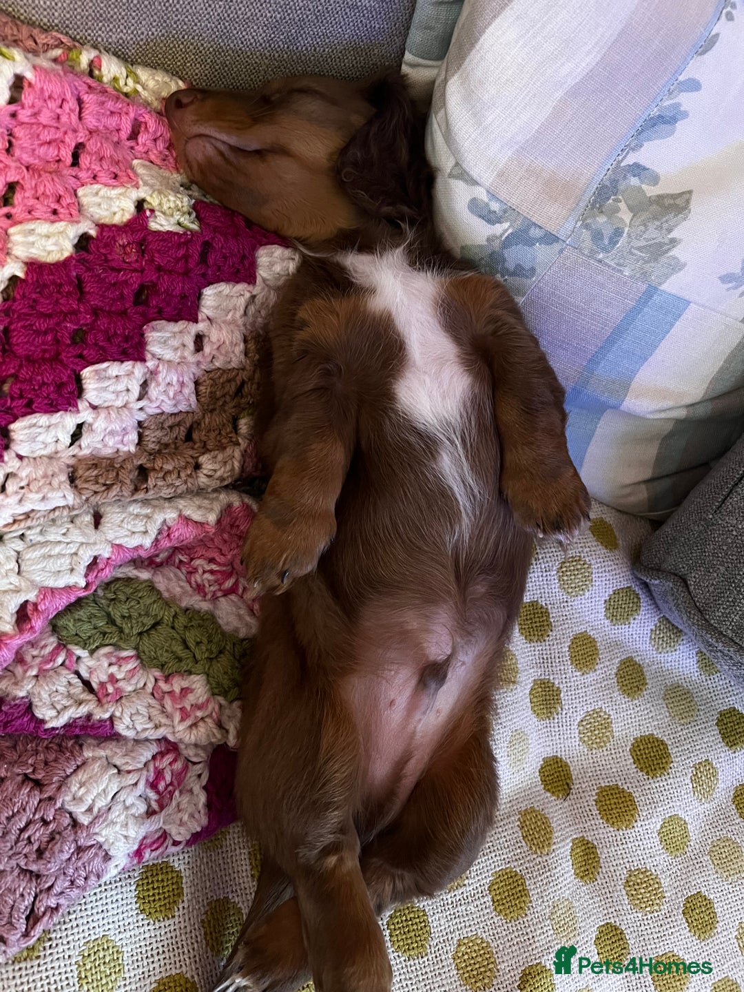 Miniature Dachshund dogs for sale:  KcReg Long Haired Miniature Dachshund Dapper  - Image 11
