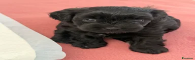 Maltipoo Female 1