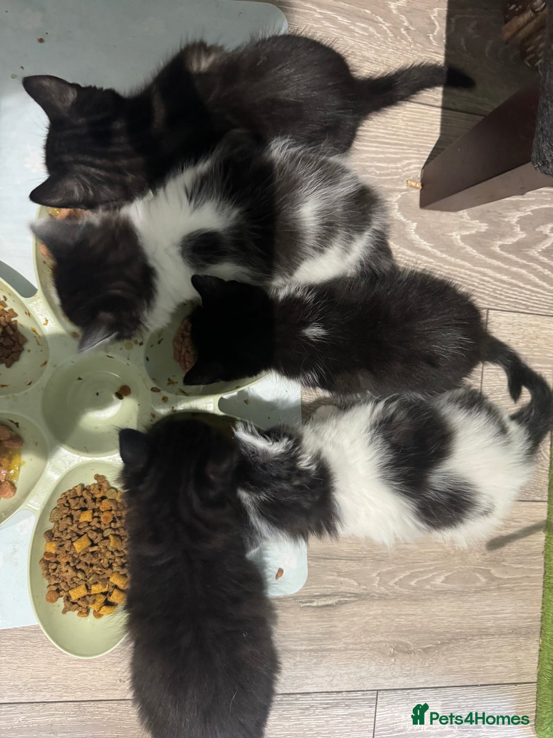 Mixed Breed cats for sale: Long haired girl fluffy Kittens  - Image 13