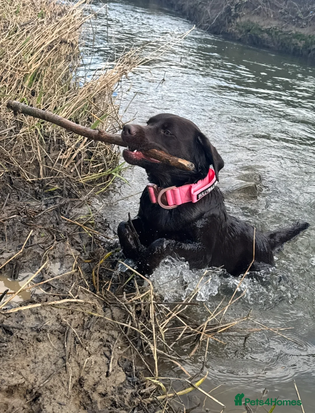 Labrador Retriever dogs for sale: Chocolate Labrador for Rehoming - Advert 3