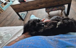 Cavapoo dogs for sale: 12 week Cavapoo male - Image 2