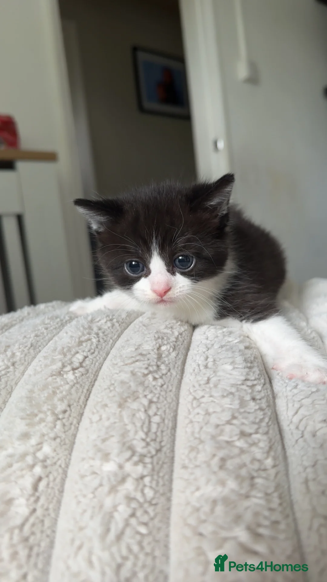 Mixed Breed cats for sale: Kittens for Sale - Advert 2