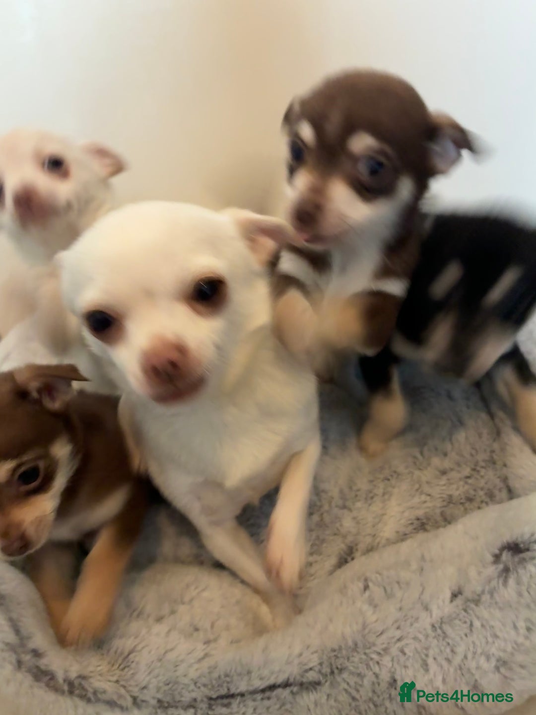 Chihuahua dogs for sale: 4 Beautiful Chihuahua Puppies for Sale 🐶 - Advert 2