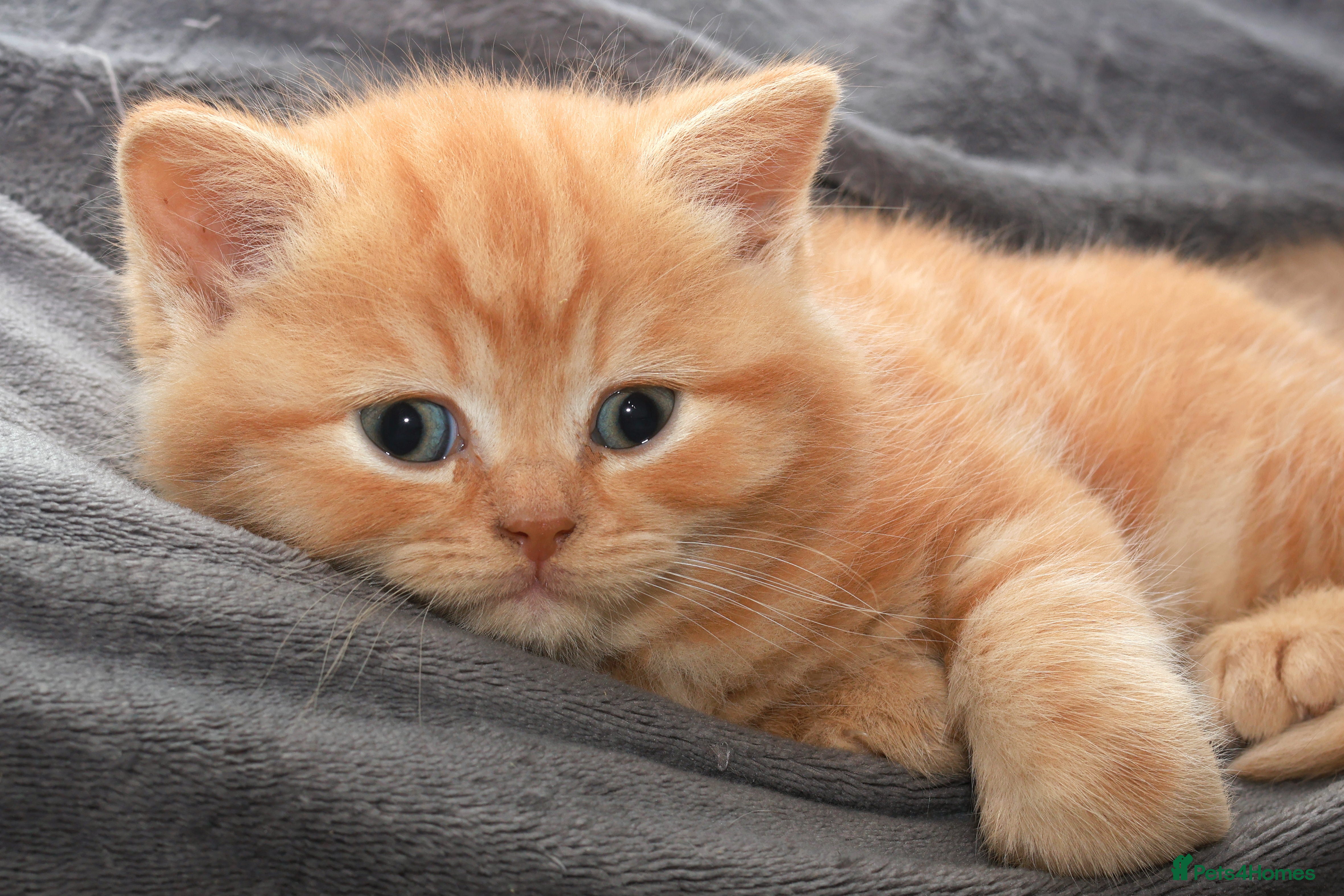 British Shorthair cats Cinnamon, Lilac & Ginger TICA Reg - Advert 9