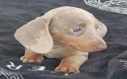 Dachshund dogs for sale: Gorgeous Mini Dachshund puppy's  - Image 6