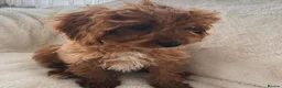 Cavapoo dogs for sale: Cavapoobabiesuk litter has arrived - Advert 5