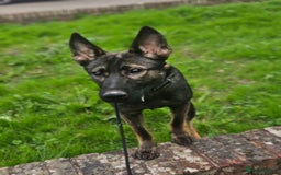 German Shepherd dogs for sale: Katie Potter - Image 4