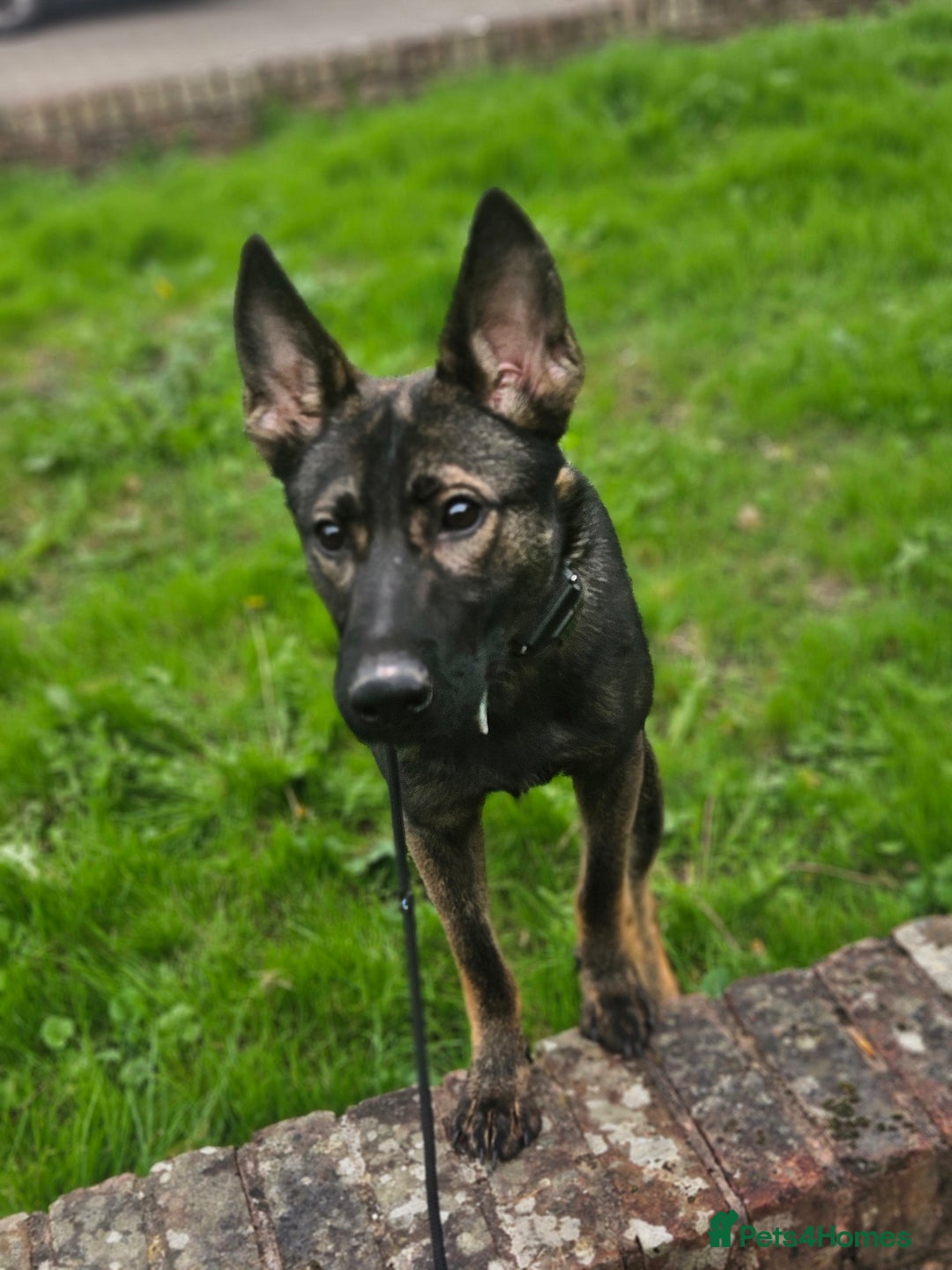 German Shepherd dogs for sale: Katie Potter - Image 4