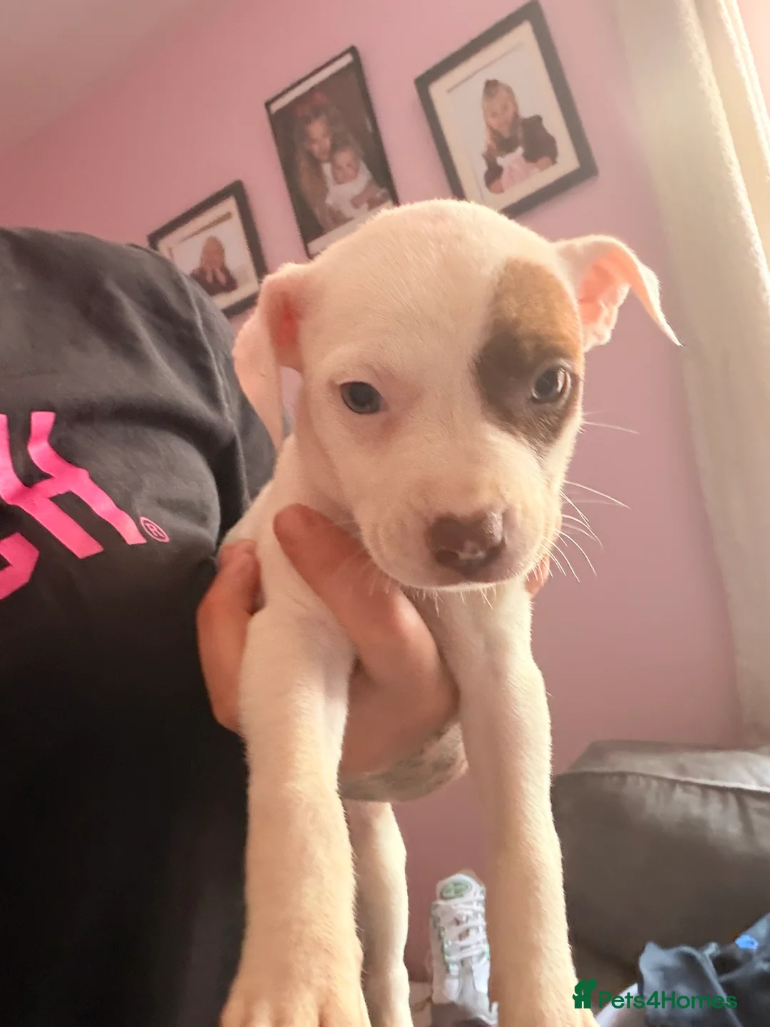 Mixed Breed dogs for sale: Staff/collie puppies  - Advert 2