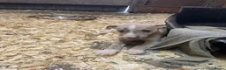Whippet dogs for sale: Stunning litter of Whippets  - Advert 3