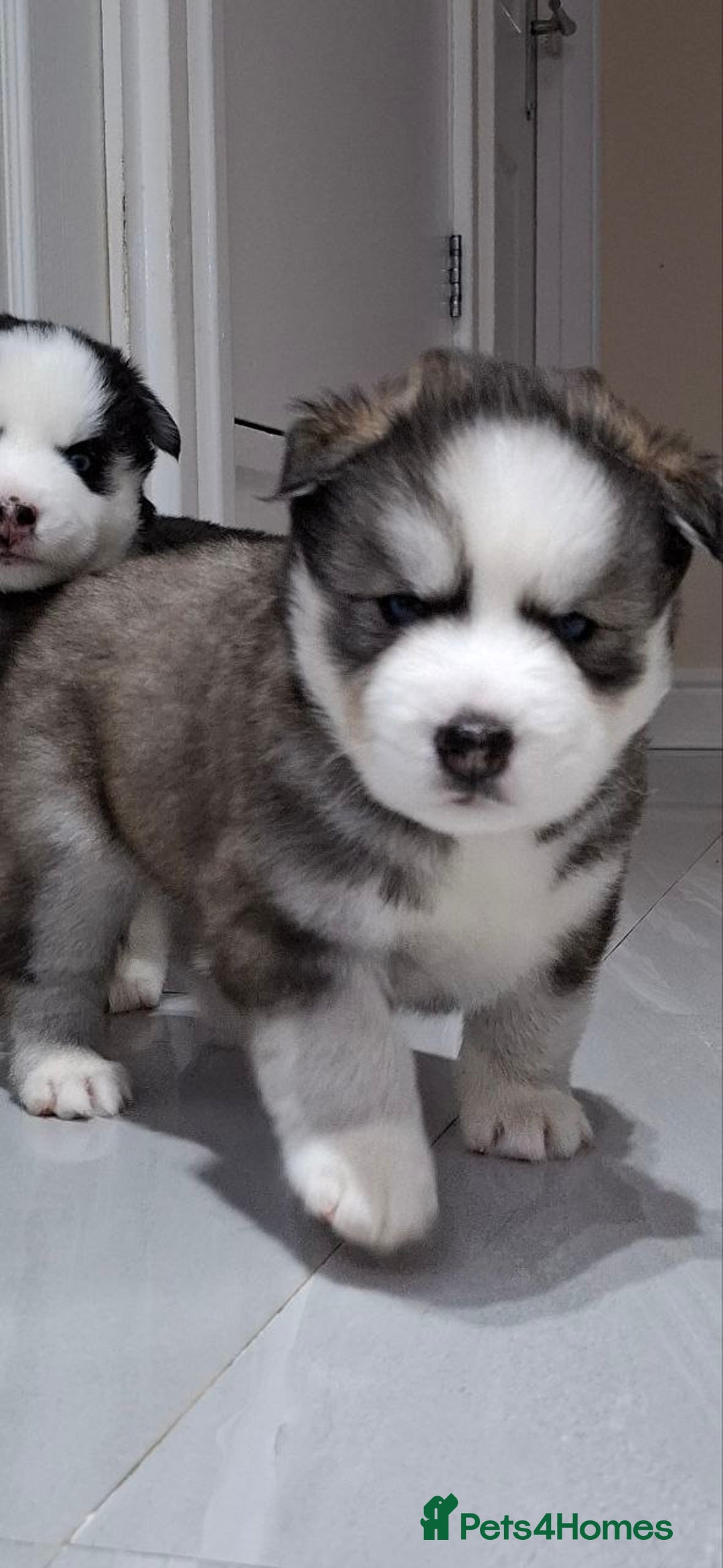 Siberian Husky dogs for sale: Siberian Huskies 1 Male 4 Female - Advert 24