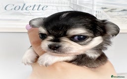 Chihuahua dogs for sale: KC rare husky marking chihuahua puppies Thai lines - Image 22