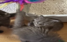 Maine Coon cats for sale: Gccf reg Maine coon kittens - Image 8