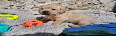 Labrador Retriever Puppy 5